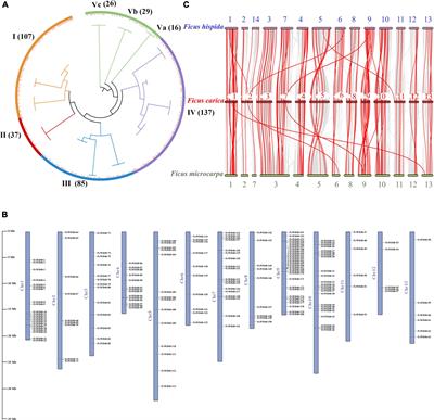 Genome-Wide Analysis of Anthocyanin Biosynthesis Regulatory WD40 Gene FcTTG1 and Related Family in Ficus carica L.